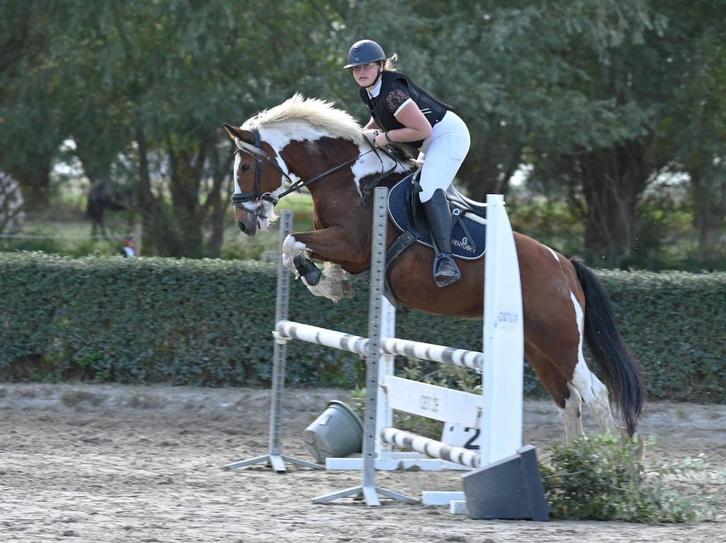 8 jarige merrie tekoop, Dieren en Toebehoren, Paarden, Merrie, Minder dan 160 cm, 7 tot 10 jaar, Springpaard, Met stamboom, Gechipt