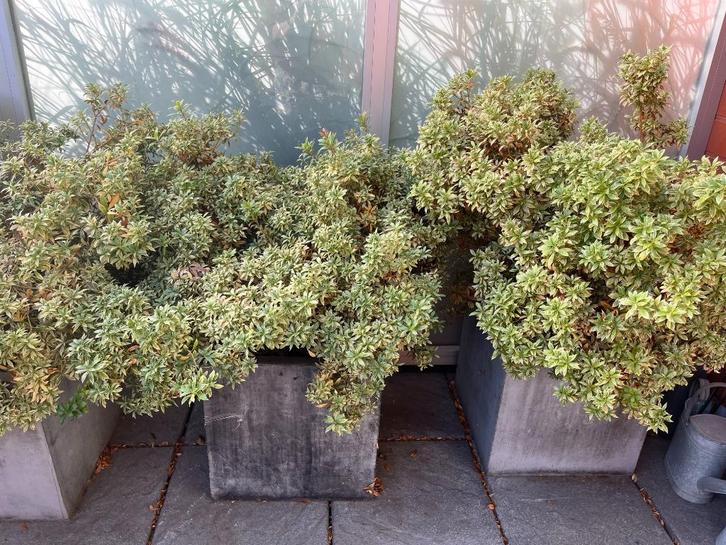 Gratis Pieris planten voor iemand die ze wil verplanten., Tuin en Terras, Planten | Tuinplanten, Vaste plant, Overige soorten