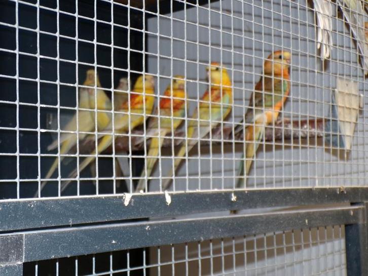 Parkieten . Roodruggen, Dieren en Toebehoren, Vogels | Parkieten en Papegaaien, Parkiet, Meerdere dieren, Geringd