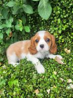 Cavalier king charles spaniel pups REUTJES, België, Reu, CDV (hondenziekte), 8 tot 15 weken