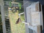 Kanarie, Dieren en Toebehoren, Vogels | Overige Vogels