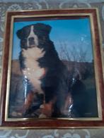 Fotokader met afbeelding van 1 hond(Berner-Sennen), Ophalen, Zo goed als nieuw