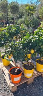 Citrus planten - limoen - citroen - Sinaasappel- hand van Bo, Tuin en Terras, Ophalen