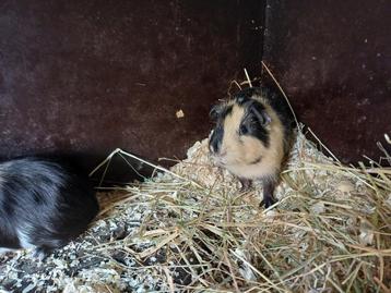Cavia's, Dieren en Toebehoren, Knaagdieren, Mannelijk, Cavia, Tam