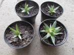Aloe Vera + crêpes + plantes de lys, Enlèvement ou Envoi