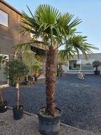 Winterharde palmboom Trachycarpus Fortunei, Tuin en Terras, Planten | Bomen, Ophalen, Halfschaduw, Palmboom