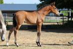 Bijzonder knap PRE Merrieveulen geboren 23.04.2025, Dieren en Toebehoren, Paarden, Merrie, Gechipt, Niet van toepassing, Dressuurpaard