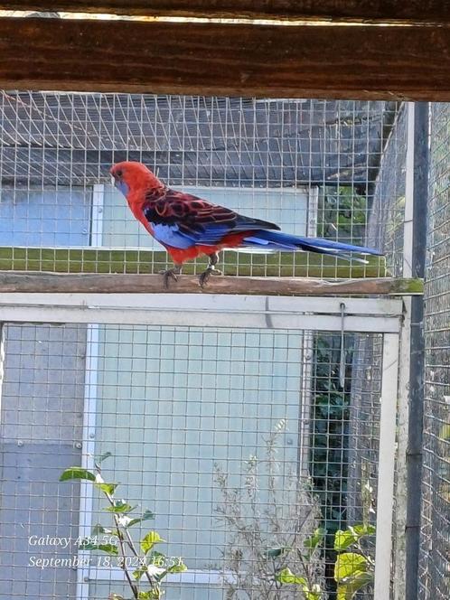 Pénant: mâles, Animaux & Accessoires, Oiseaux | Perruches & Perroquets, Perruche, Bagué