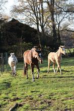 Te koop: meerdere paarden, Dieren en Toebehoren, Merrie, M