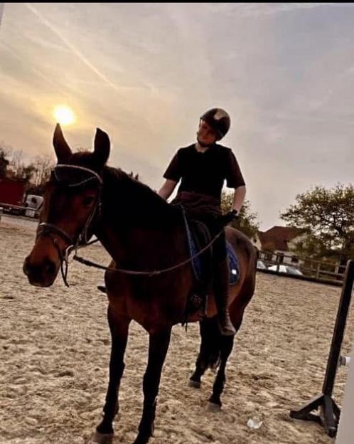 Half stal gezocht/ ruiter aangeboden, Dieren en Toebehoren, Paarden