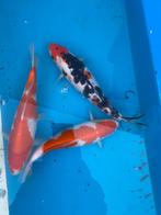 Kohaku Sanke Chagoi Tosai 30cm. Leuk voor opgroei, Dieren en Toebehoren, Karper of Koi