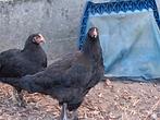 Marans kippen, Dieren en Toebehoren, Kip