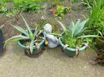 Olijfboom 1 + roos + agaves, Tuin en Terras, Planten | Tuinplanten, Ophalen