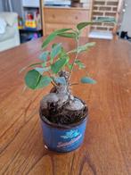 Bonsaï Ficus avec pot, Envoi, Ficus