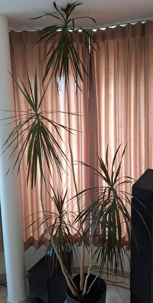 Grote groene plant, Huis en Inrichting, Kamerplanten, Groene kamerplant, Ophalen