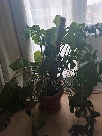 Monstera 1 mètre avec tuteur beschikbaar voor biedingen