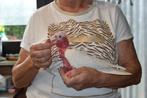 rosee kaketoe lutino, Dieren en Toebehoren, Vogels | Parkieten en Papegaaien, Vrouwelijk, Papegaai, Geringd