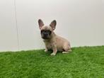 Franse Buldog pups, België, 8 tot 15 weken, CDV (hondenziekte), Bulldog