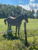 Brave 2jarige ruin (springpaard), Dieren en Toebehoren, Paarden, Springpaard, Gechipt, Ruin, 0 tot 2 jaar