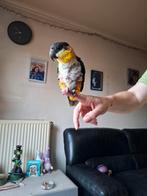 chique zwartkop, Dieren en Toebehoren, Vogels | Parkieten en Papegaaien