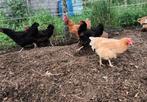 Marans kruisingen en andere legkippen, Dieren en Toebehoren, Vrouwelijk, Kip