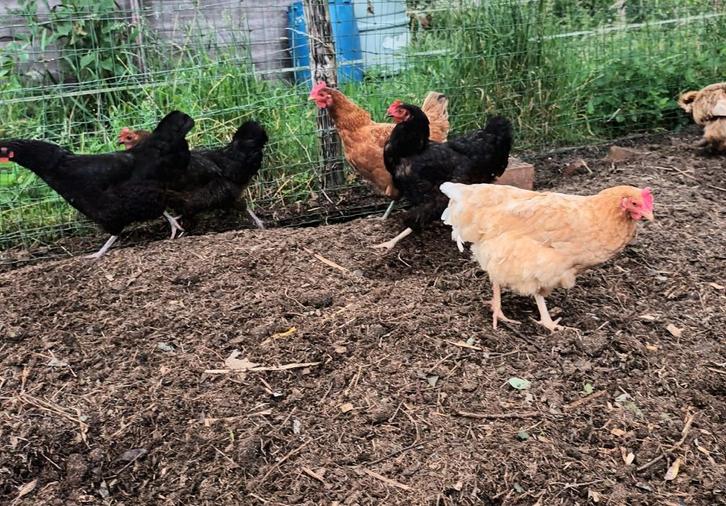 Marans kruisingen en andere legkippen, Dieren en Toebehoren, Pluimvee, Kip, Vrouwelijk