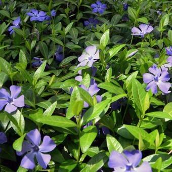 Vinca minor / kleine maagdenpalm  beschikbaar voor biedingen