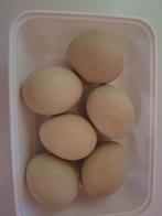 Broedeieren olijflegger, Animaux & Accessoires, Volatiles