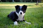 Zwart-witte border collie pups geboren op boerderij, België, Particulier, Reu, CDV (hondenziekte)