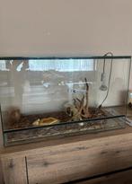 Te koop Terrarium, Dieren en Toebehoren