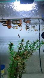 Gezonde guppy’s te koop, Dieren en Toebehoren, Vissen | Aquariumvissen