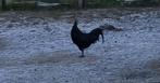 Ayam cemani hanen, Dieren en Toebehoren, Mannelijk, Kip