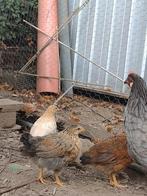 Kloek met 3 kuikens, Dieren en Toebehoren, Pluimvee