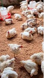 KUIKENS ross 308, Dieren en Toebehoren