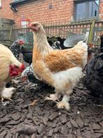 Bramha hen, Dieren en Toebehoren