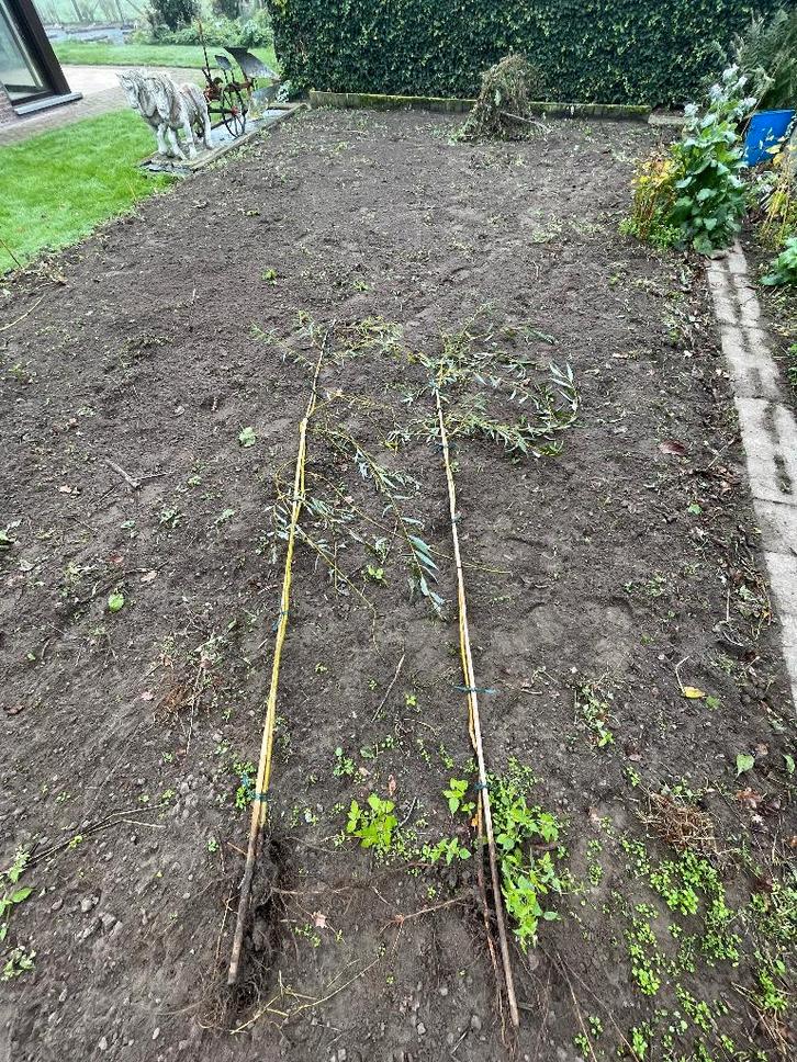 Saule pleureur, Jardin & Terrasse, Plantes | Arbres, Enlèvement