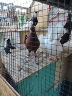 Belgische tuimelaar, Dieren en Toebehoren, Vogels | Duiven