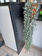 chinese lantaarnplant 110 cm, Huis en Inrichting, Kamerplanten, Ophalen of Verzenden