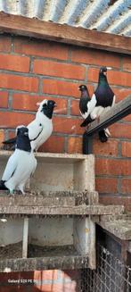 Nonduiven, Dieren en Toebehoren, Vrouwelijk