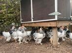 Brahma kriel wit-zwart columbia, Dieren en Toebehoren, Meerdere dieren, Kip