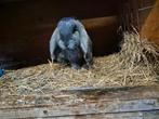 Franse hangoor rammen, Dieren en Toebehoren, Konijnen, Hangoor