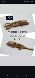 Knappe Tricolor Quadstripe wimpergekko baby (poss man), Hagedis, Tam, 0 tot 2 jaar