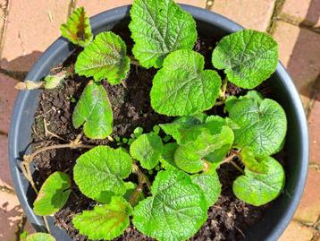 Zeldzame eetbare planten, Enlèvement, Plante fixe