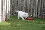 West Highland white terriër pups (westie pups), Dieren en Toebehoren, België, Overige rassen, CDV (hondenziekte), 8 tot 15 weken