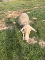 Brebis laitière 1 an, Vrouwelijk, Schaap, 0 tot 2 jaar