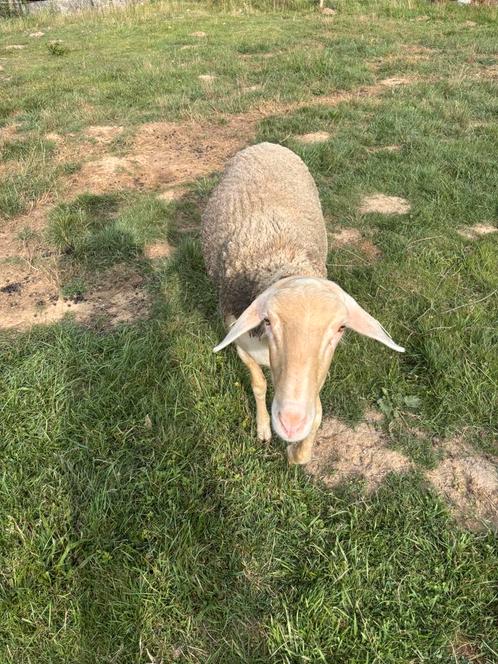 Brebis laitière 1 an, Dieren en Toebehoren, Schapen, Geiten en Varkens, Schaap, Vrouwelijk, 0 tot 2 jaar