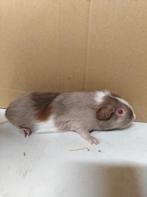 Cavias, Dieren en Toebehoren, Knaagdieren, September, Meerdere dieren