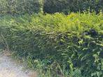 Taxus haag circa 12m lang, Tuin en Terras, Ophalen, Taxus, Haag, Minder dan 100 cm