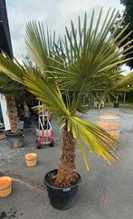 Palmbomen trachycarpus fortunei!, Tuin en Terras, Ophalen
