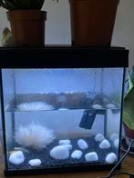 Goudvissen met aquarium, decoratie en voer – complete set, Dieren en Toebehoren